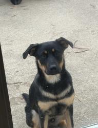 Lost Male Dog last seen Near hickory park dr, Nashville, TN 37013