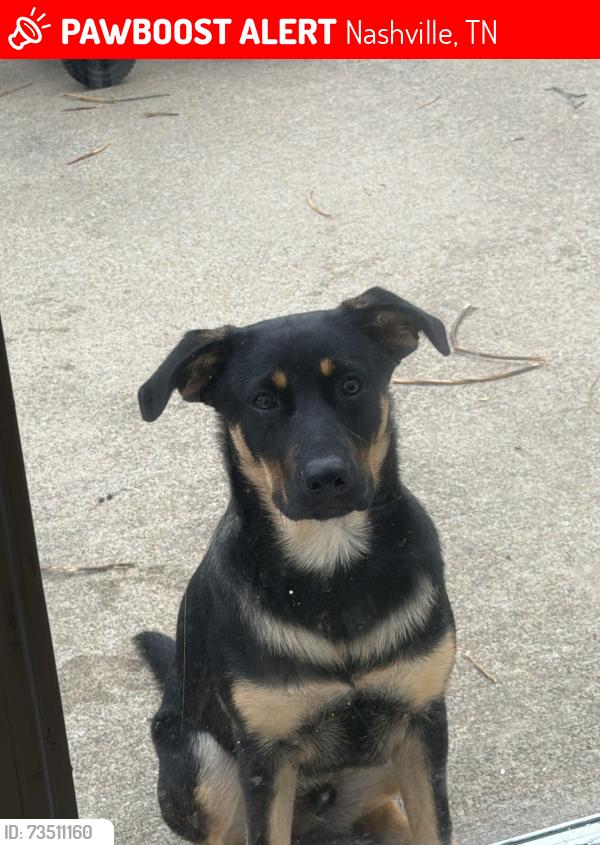Lost Male Dog last seen Near hickory park dr, Nashville, TN 37013