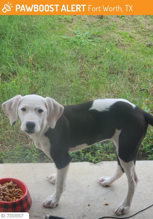 Found/Stray Female Dog last seen Seashell & Skipper Lane, Fort Worth, TX 76179