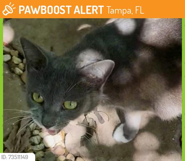Found/Stray Female Cat last seen Himes & Binnacle, Tampa, FL 33611