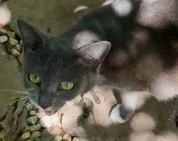 Found/Stray Female Cat last seen Himes & Binnacle, Tampa, FL 33611