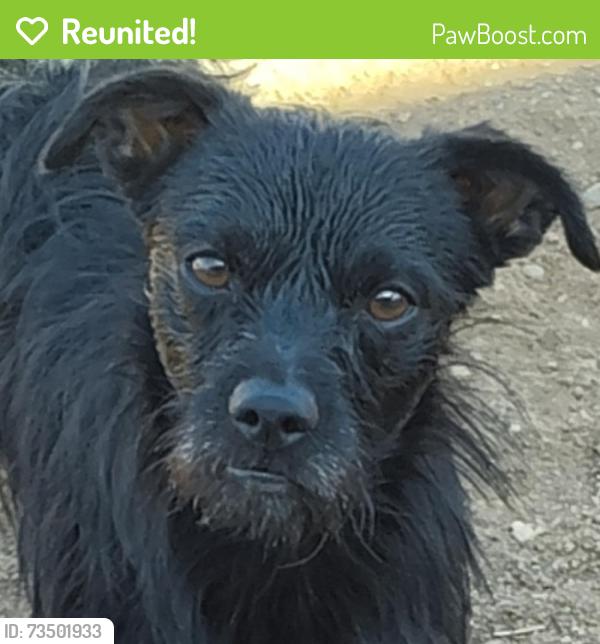 Reunited Male Dog last seen 39th dr and earll, Phoenix, AZ 85019