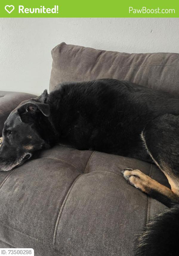 Reunited Male Dog last seen 98th and central, Albuquerque, NM 87121