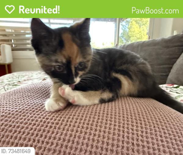 Reunited Unknown Cat last seen Washington & Harley John, Riverside, CA 92501