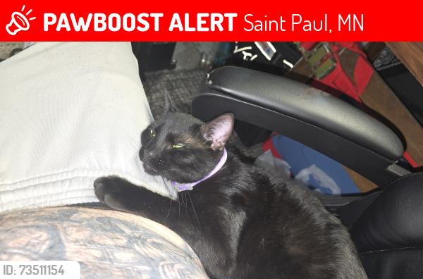Lost Male Cat last seen payne ave e and sims, Saint Paul, MN 55106