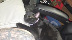 Lost Male Cat last seen payne ave e and sims, Saint Paul, MN 55106