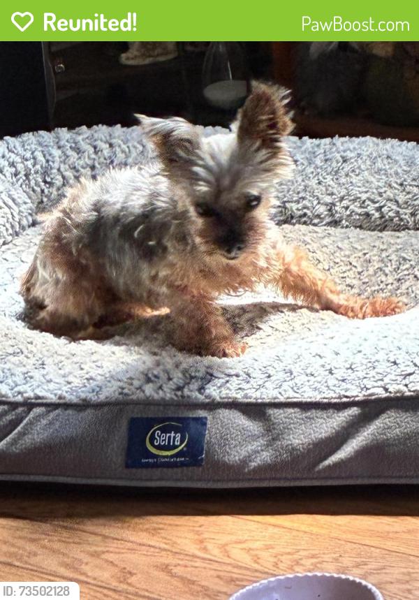Reunited Female Dog last seen Locust Grove Road Weaverville NC, Buncombe County, NC 28787