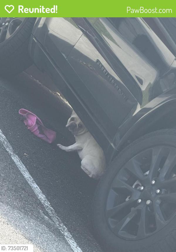 Reunited Unknown Dog last seen Near east 28th Street, Paterson, NJ 07514