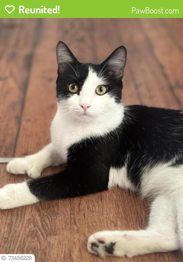 Reunited Female Cat last seen broad st, Providence, RI 02905