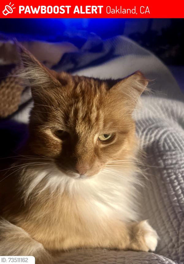 Lost Female Cat last seen 33rd st and MLK, Oakland, CA 94609