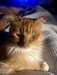 Lost Female Cat last seen 33rd st and MLK, Oakland, CA 94609