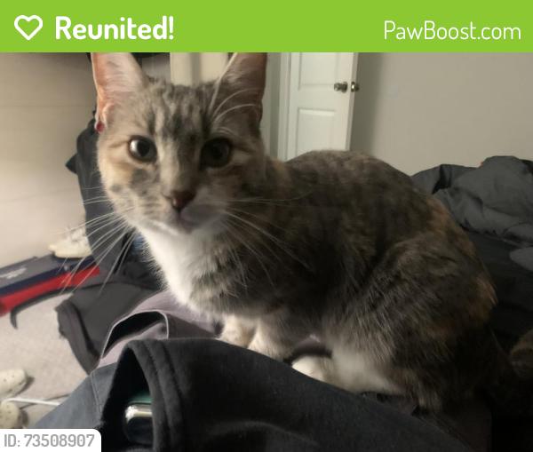 Reunited Female Cat last seen E Whitaker dr, Aurora, CO 80015