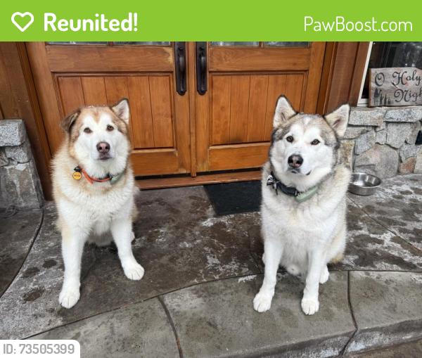 Reunited Male Dog last seen Village Center and Bastanchury, Yorba Linda, CA 92886