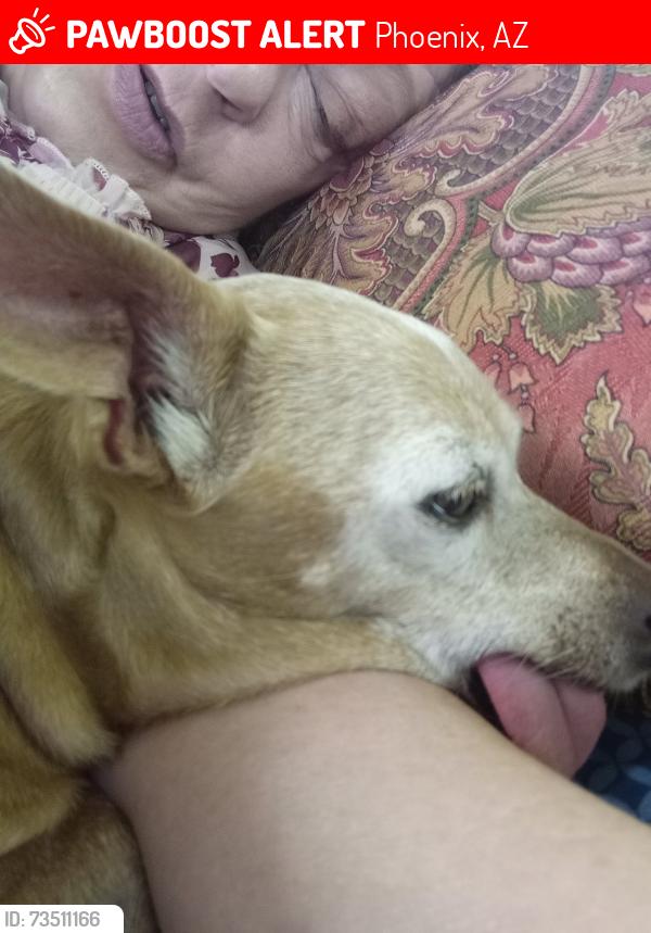 Lost Male Dog last seen 7th St & Vineyard, Phoenix, AZ 85042