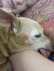 Lost Male Dog last seen 7th St & Vineyard, Phoenix, AZ 85042