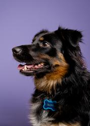 Reunited Male Dog last seen Arrow highway and a street, La Verne, CA 91750