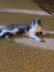 Found/Stray Unknown Cat last seen Bullalo drive and desert inn, Spring Valley, NV 89117