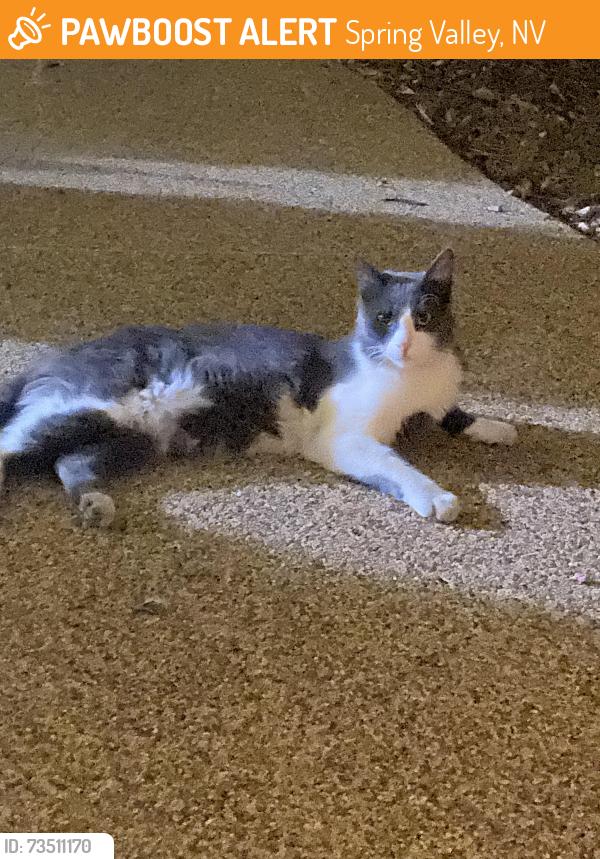 Found/Stray Unknown Cat last seen Bullalo drive and desert inn, Spring Valley, NV 89117