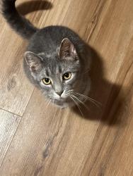 Lost Male Cat last seen Stellhorn and woodway, Fort Wayne, IN 46835