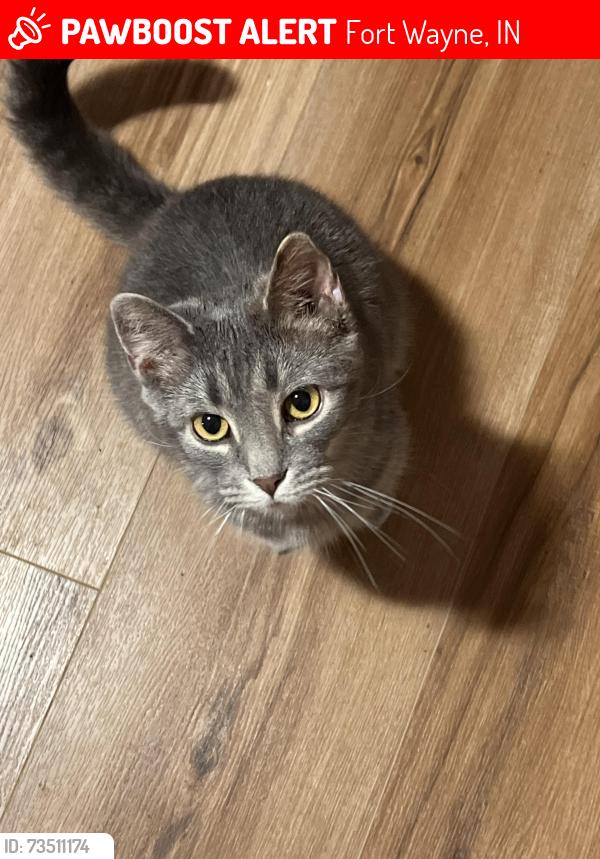 Lost Male Cat last seen Stellhorn and woodway, Fort Wayne, IN 46835