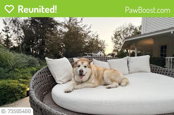 Reunited Male Dog last seen Village Center and Bastanchury, Yorba Linda, CA 92886