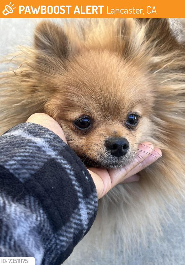 Found/Stray Unknown Dog last seen Antelope valley, Lancaster, CA 93536