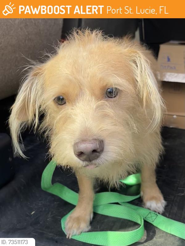 Found/Stray Male Dog last seen port st. lucie, Port St. Lucie, FL 34986