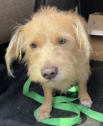 Found/Stray Male Dog last seen port st. lucie, Port St. Lucie, FL 34986