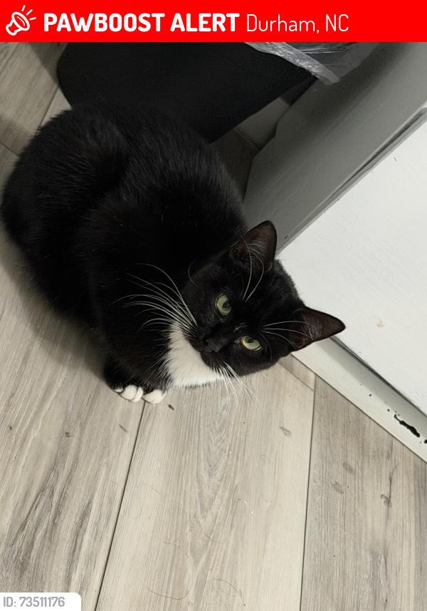 Lost Female Cat last seen Eno Quarry, Durham, NC 27705