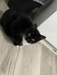 Lost Female Cat last seen Eno Quarry, Durham, NC 27705