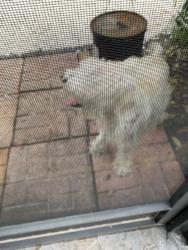 Found/Stray Unknown Dog last seen Dinner Street and DiLido 32907, Palm Bay, FL 32907