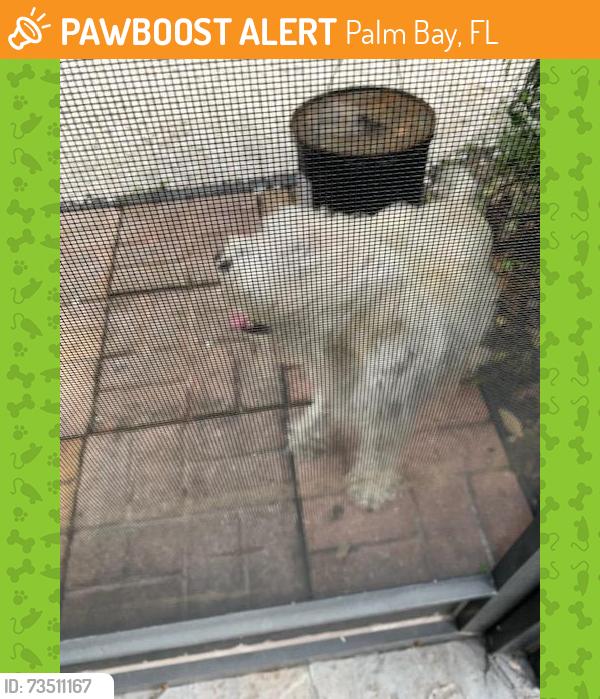 Found/Stray Unknown Dog last seen Dinner Street and DiLido 32907, Palm Bay, FL 32907
