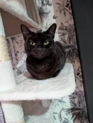 Reunited Female Cat last seen Bottom of rookery lane, Stoke-on-Trent, England 