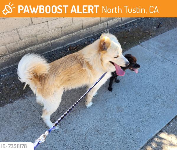 Found/Stray Male Dog last seen Hewes and Fairhaven, North Tustin, CA 92705