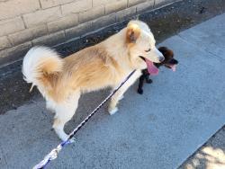 Found/Stray Male Dog last seen Hewes and Fairhaven, North Tustin, CA 92705