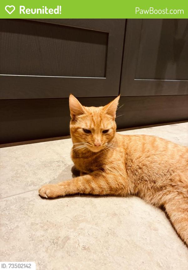 Reunited Male Cat last seen Sydenham avenue, Belmont Primary, Belfast, Northern Ireland BT4 2DA