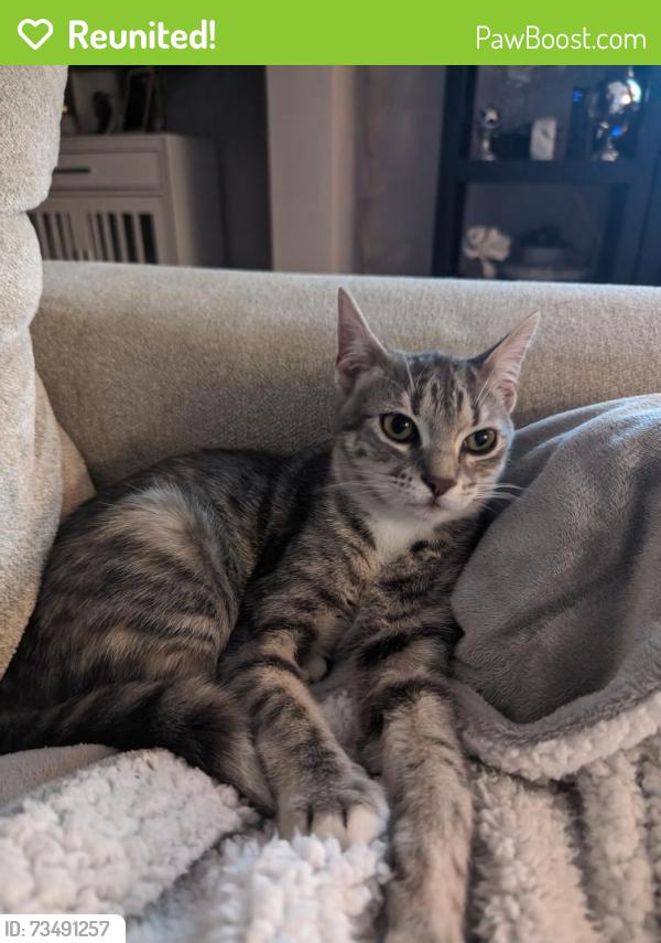 Reunited Female Cat last seen Best Care Animal hosp building, New Port Richey, FL 34653
