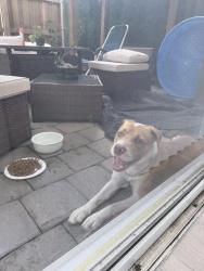 Found/Stray Male Dog last seen By Redlands near 320st and 197, Homestead, FL 33030