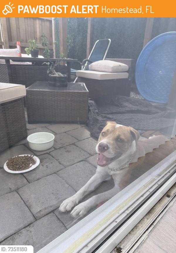 Found/Stray Male Dog last seen By Redlands near 320st and 197, Homestead, FL 33030