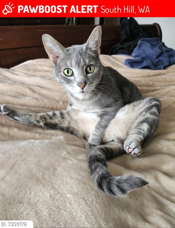 Lost Female Cat last seen 126th / Reservoir, South Hill, WA 98374