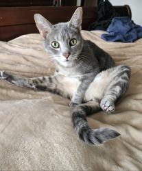 Lost Female Cat last seen 126th / Reservoir, South Hill, WA 98374