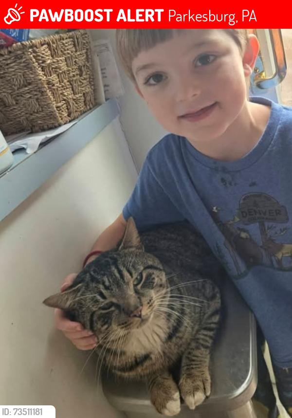 Lost Male Cat last seen Compass rd, Parkesburg, PA 19365