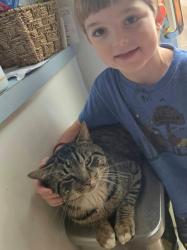 Lost Male Cat last seen Compass rd, Parkesburg, PA 19365