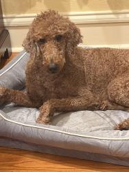 Reunited Female Dog last seen Coffee Pot and 21st Ave NE, St. Petersburg, FL 33704