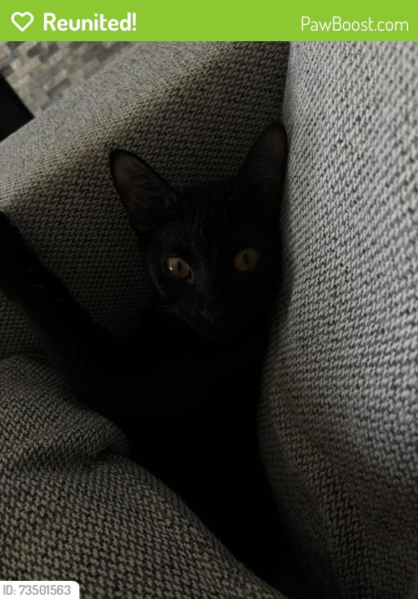 Reunited Female Cat last seen Near Baird Farm & Stoneway Dr, Arlington, TX 76006