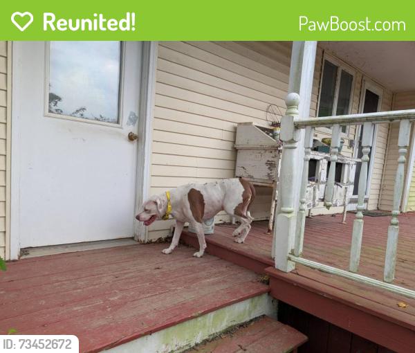 Reunited Unknown Dog last seen off of michigan avenue clinton mi, Hack Rd, MI 49236