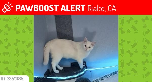 Lost Female Cat last seen Baseline elm park community, Rialto, CA 92376