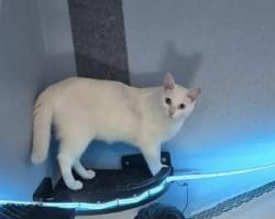 Lost Female Cat last seen Baseline elm park community, Rialto, CA 92376