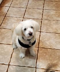Lost Male Dog last seen Shiloh Church Rd, Hickory, NC 28601