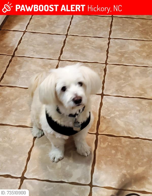 Lost Male Dog last seen Shiloh Church Rd, Hickory, NC 28601